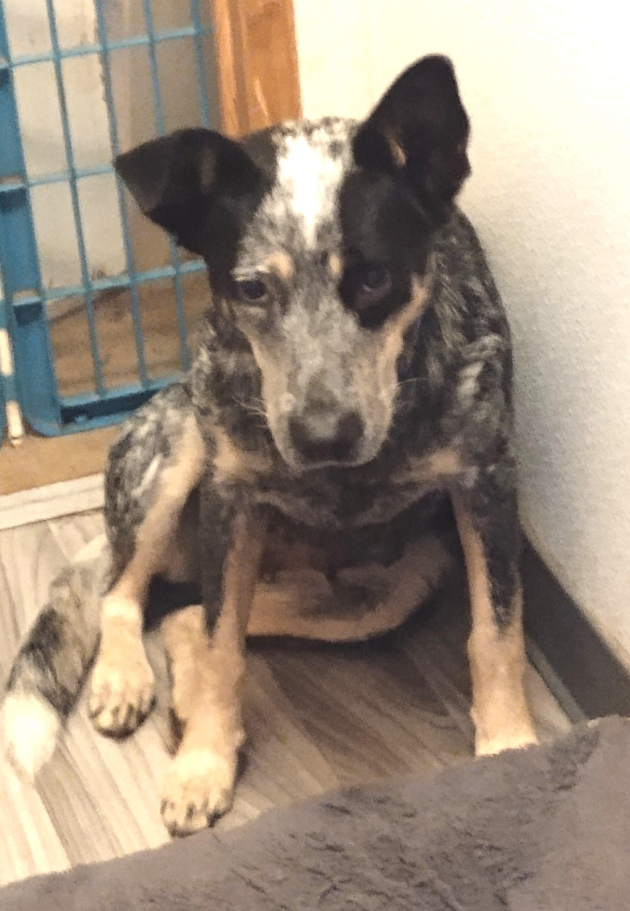 Enlarge GUNNER, a Adopted mixed breed in San Antonio, TX image 4/6