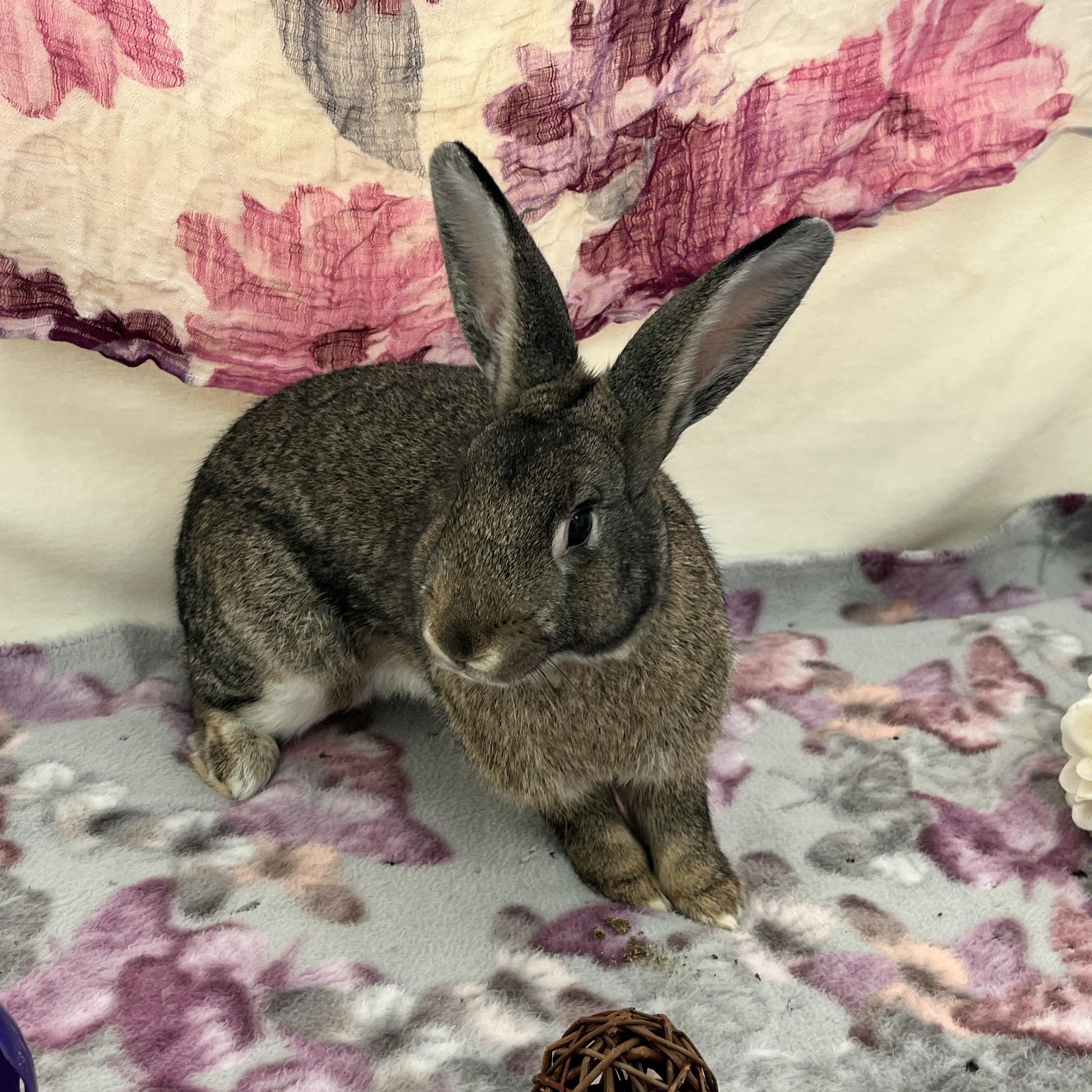 Enlarge Olive, a ADOPTABLE American in Oakland, CA image 5/6