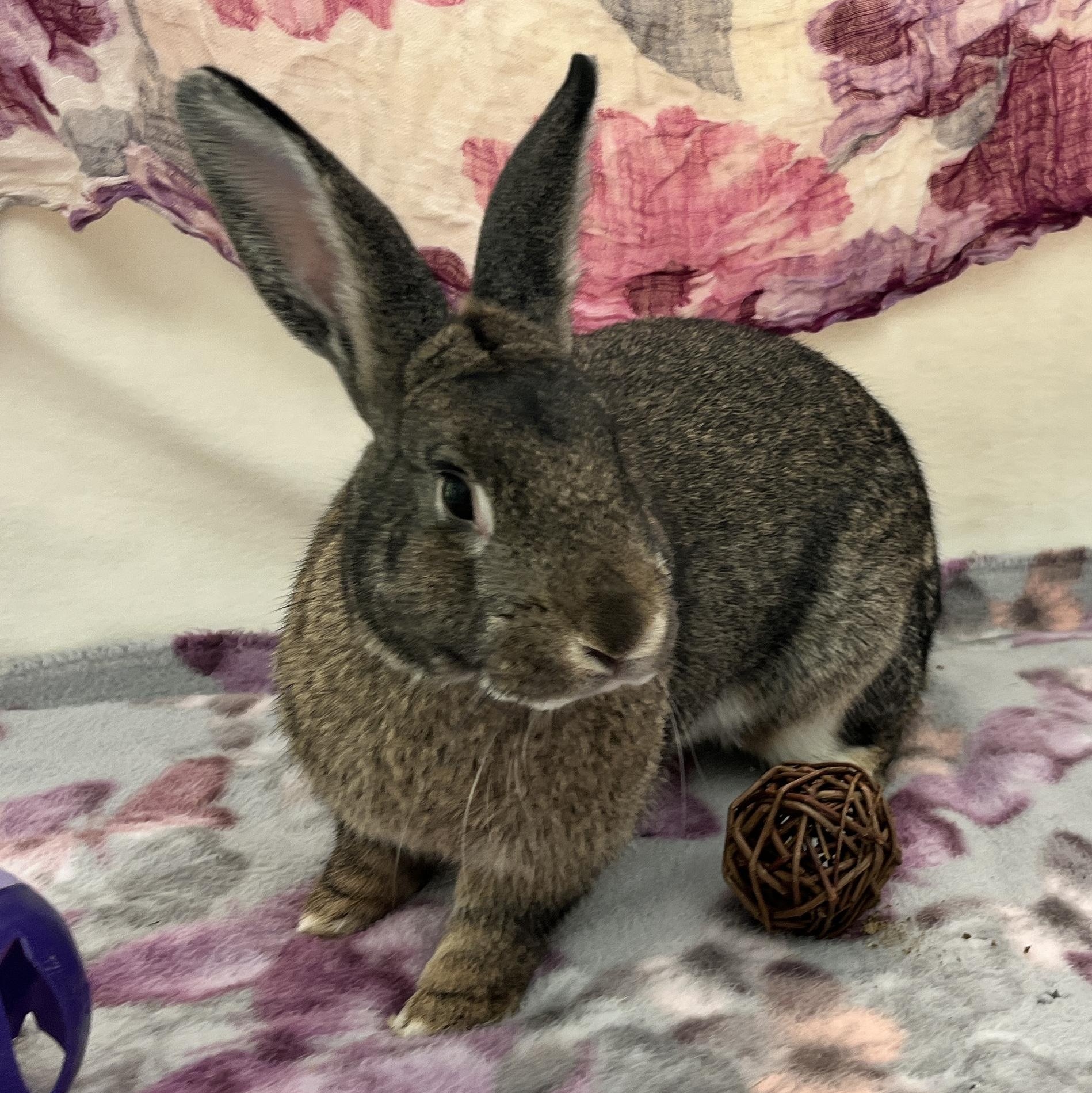 Olive, ADOPTABLE, Young Female American.