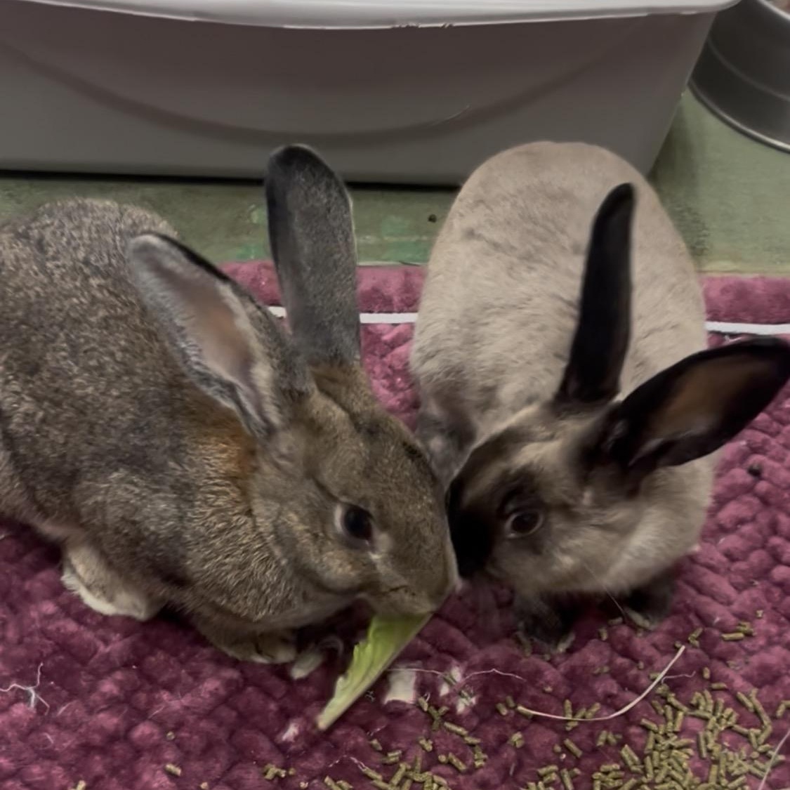 Enlarge Olive, a ADOPTABLE American in Oakland, CA image 3/6