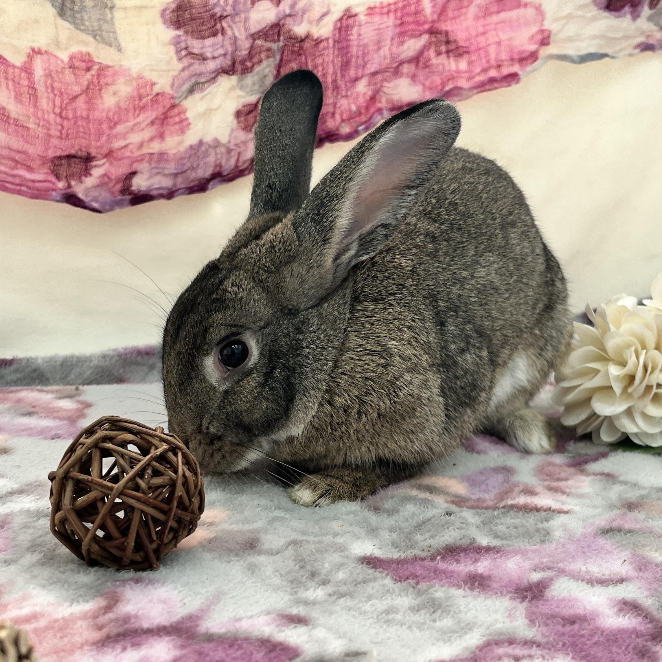 Enlarge Olive, a ADOPTABLE American in Oakland, CA image 4/6