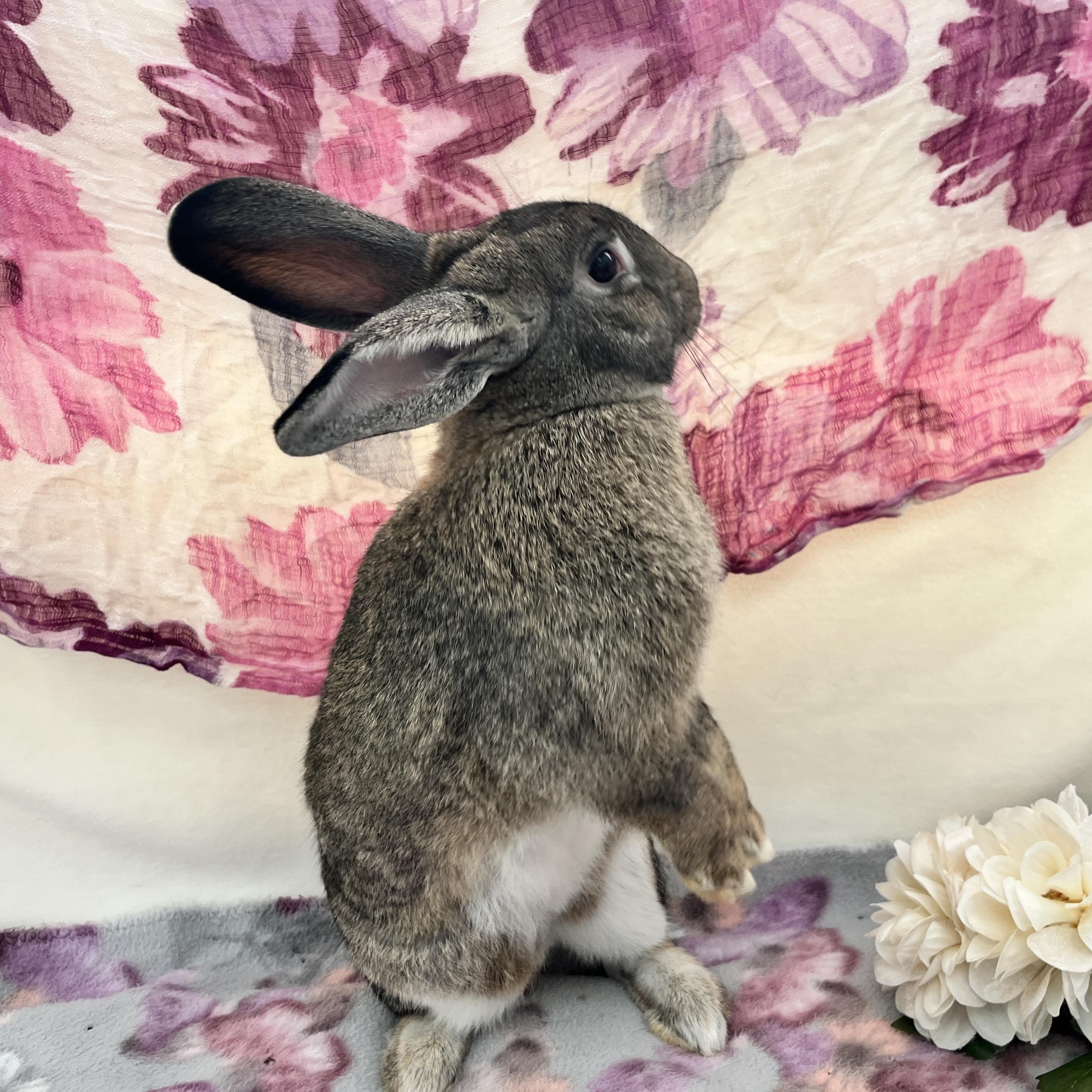 Enlarge Olive, a ADOPTABLE American in Oakland, CA image 2/6