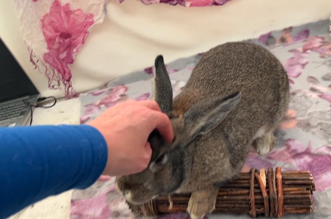 Enlarge Olive, a ADOPTABLE American in Oakland, CA video 6/6