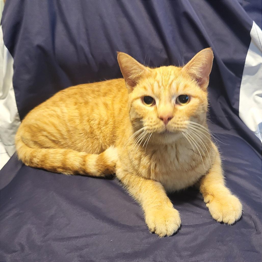 Big Ron - Petsmart Belleville, Adoptable, Adult Male Domestic Short Hair.