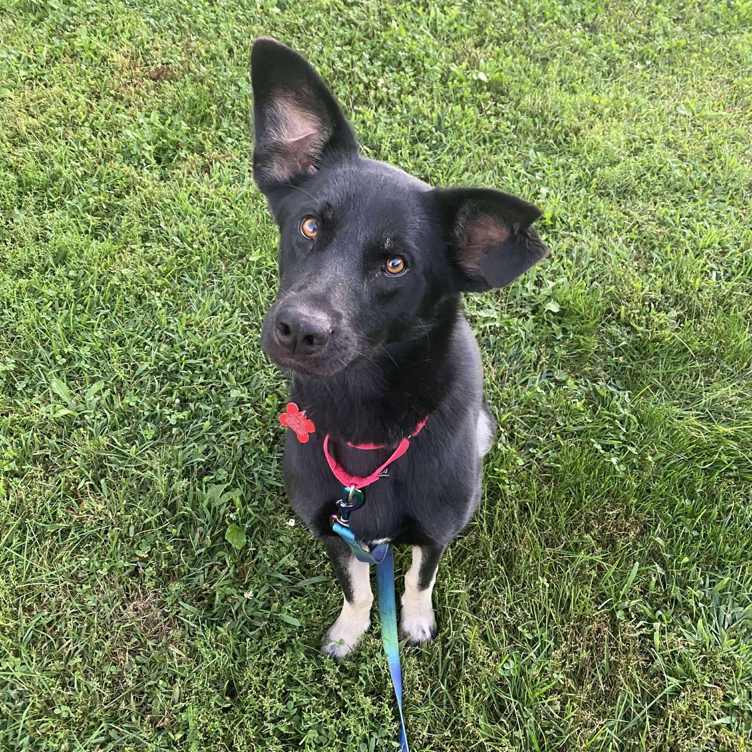 Enlarge Eclipse, an adoptable Shepherd in Valparaiso, IN image 3/4