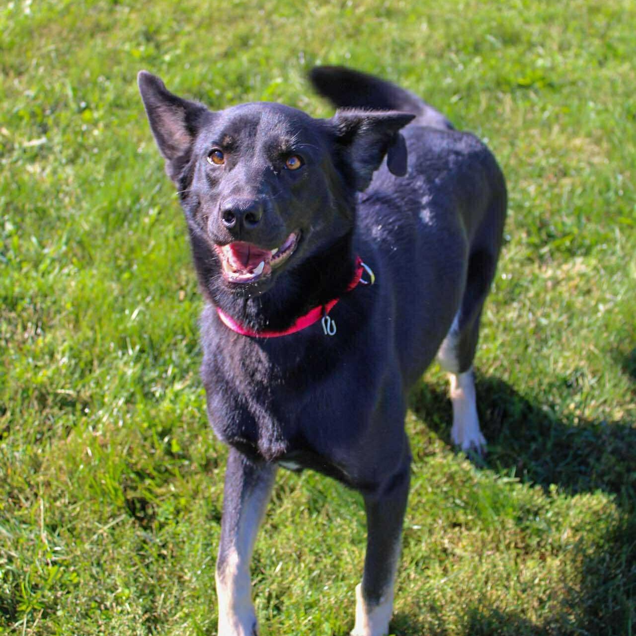 Enlarge Eclipse, an adoptable Shepherd in Valparaiso, IN image 2/4
