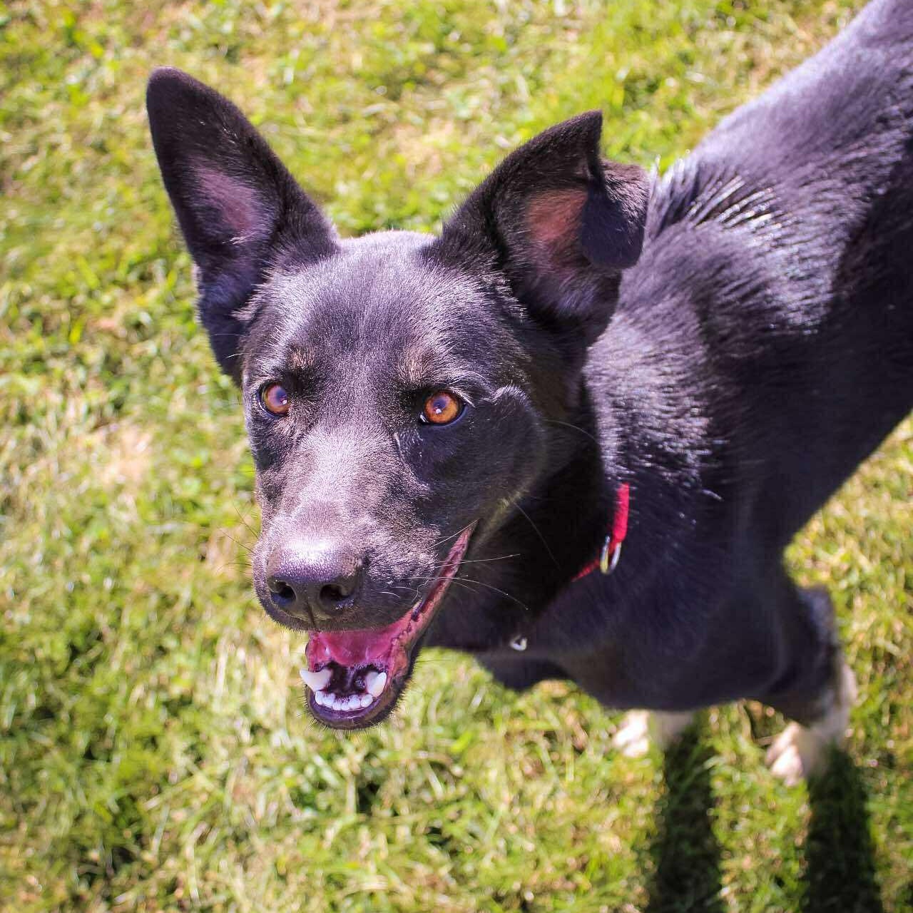 Enlarge Eclipse, an adoptable Shepherd in Valparaiso, IN image 4/4