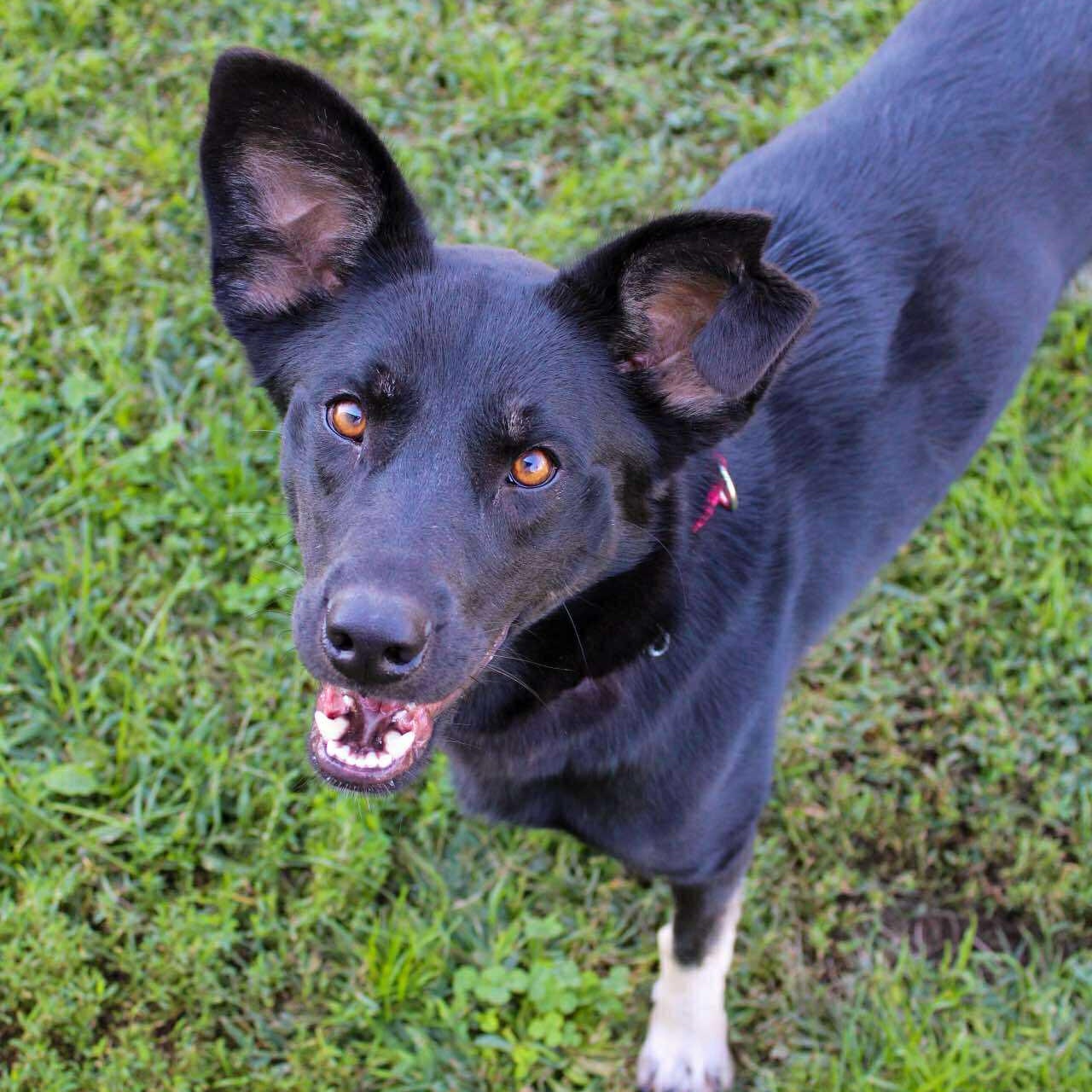 Enlarge Eclipse, an adoptable Shepherd in Valparaiso, IN image 1/4