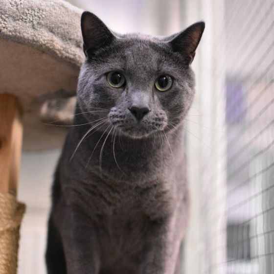 Sully, Adoptable, Adult Male Domestic Short Hair.