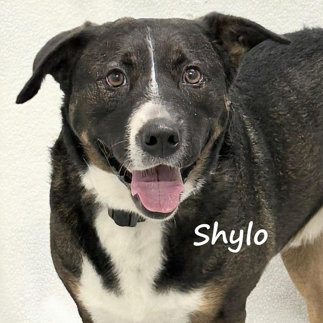 Shylo, ADOPTABLE, Adult Male Shepherd.
