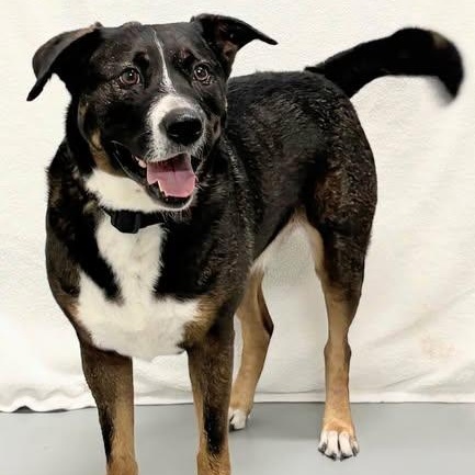 Shylo, a ADOPTABLE mixed breed in Aurora, NE image 2/3