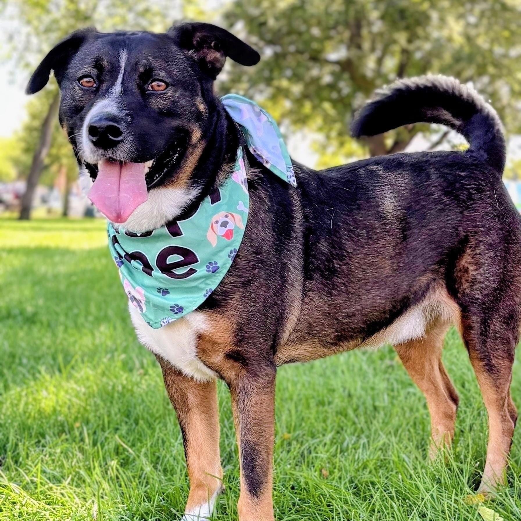 Shylo, a ADOPTABLE mixed breed in Aurora, NE image 3/3