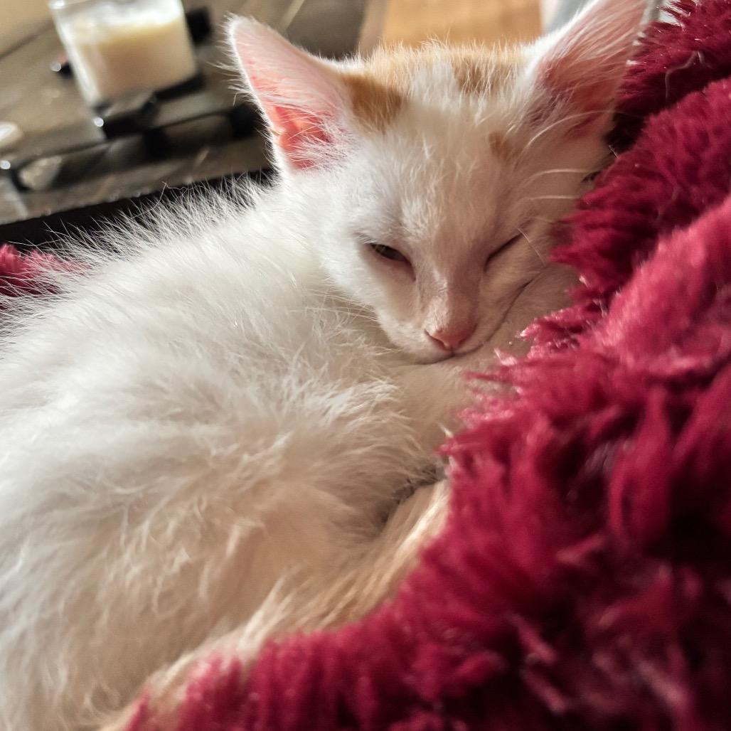 Lucy, Adoptable, Kitten Female Domestic Short Hair.