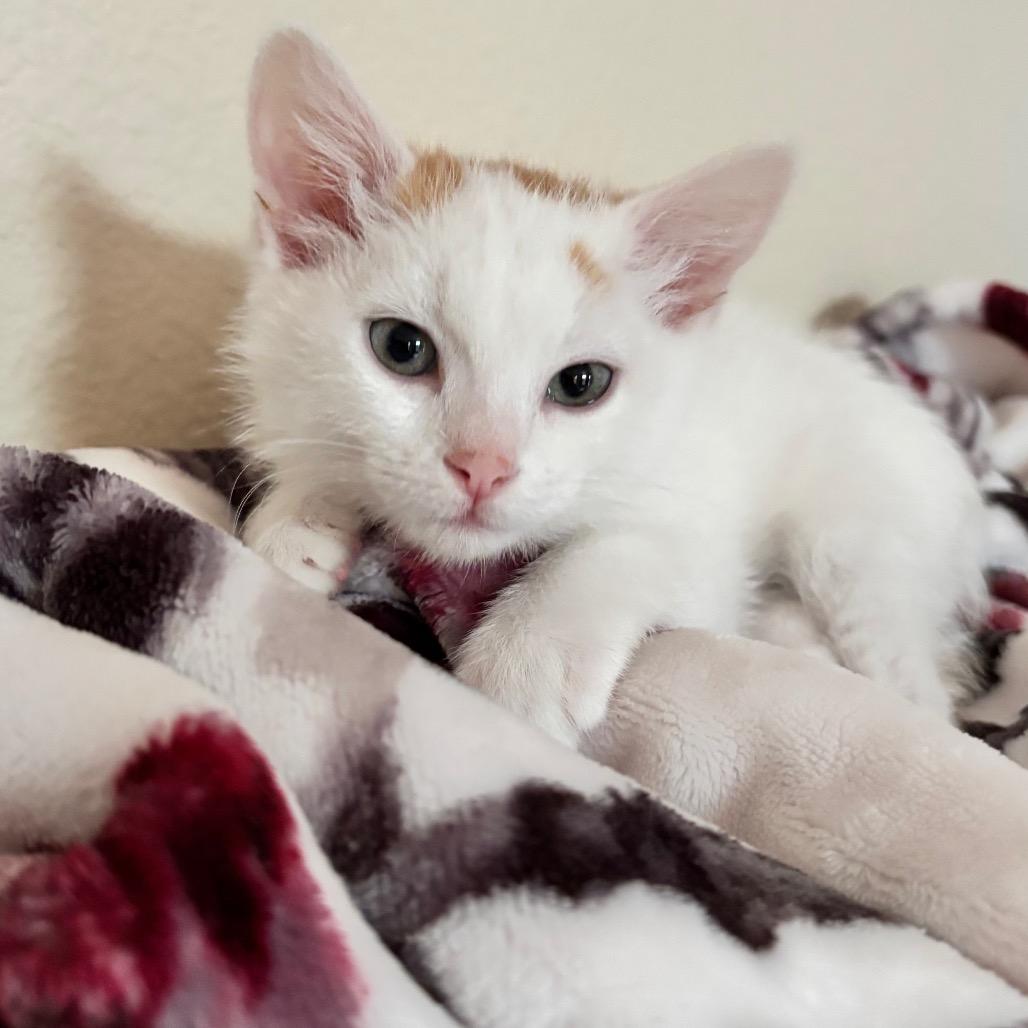 Enlarge Lucy, a Adoptable Domestic Short Hair in Commerce City, CO image 2/5