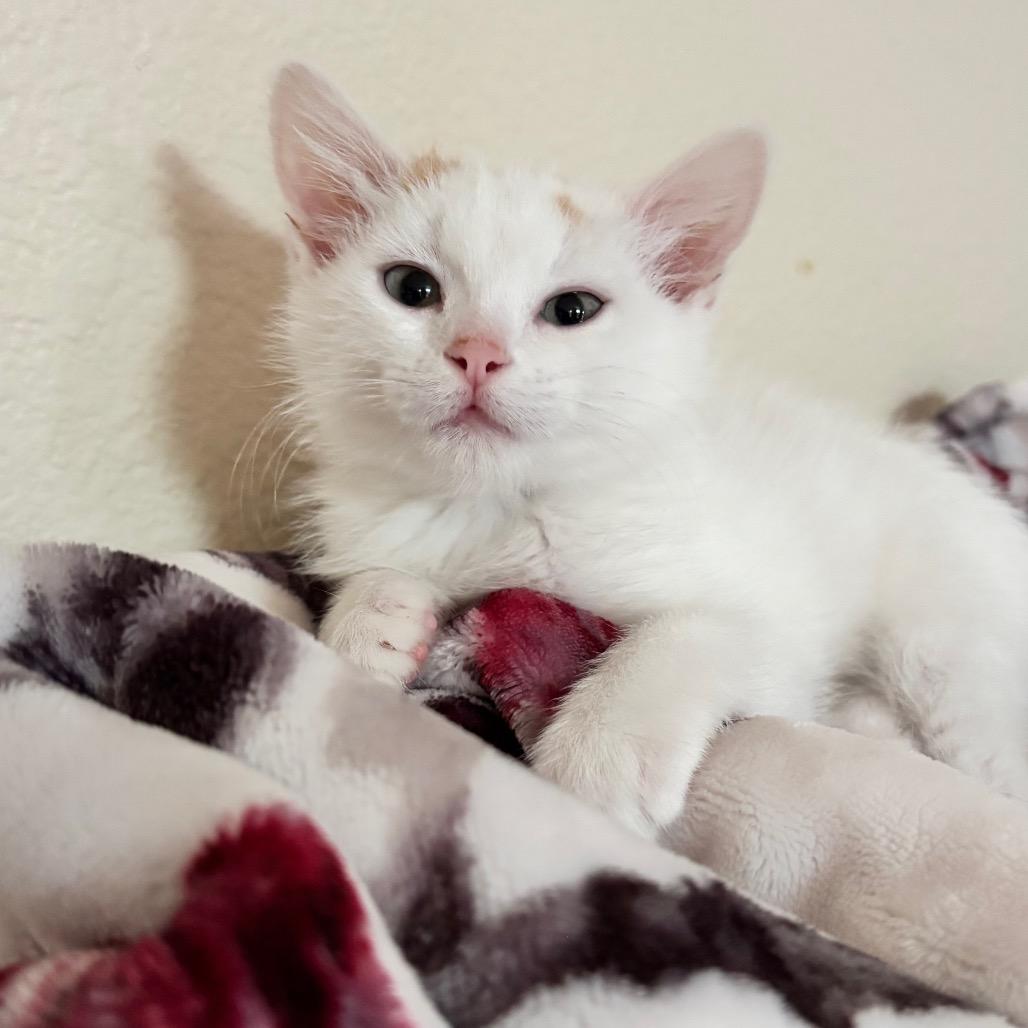 Enlarge Lucy, a Adoptable Domestic Short Hair in Commerce City, CO image 4/5