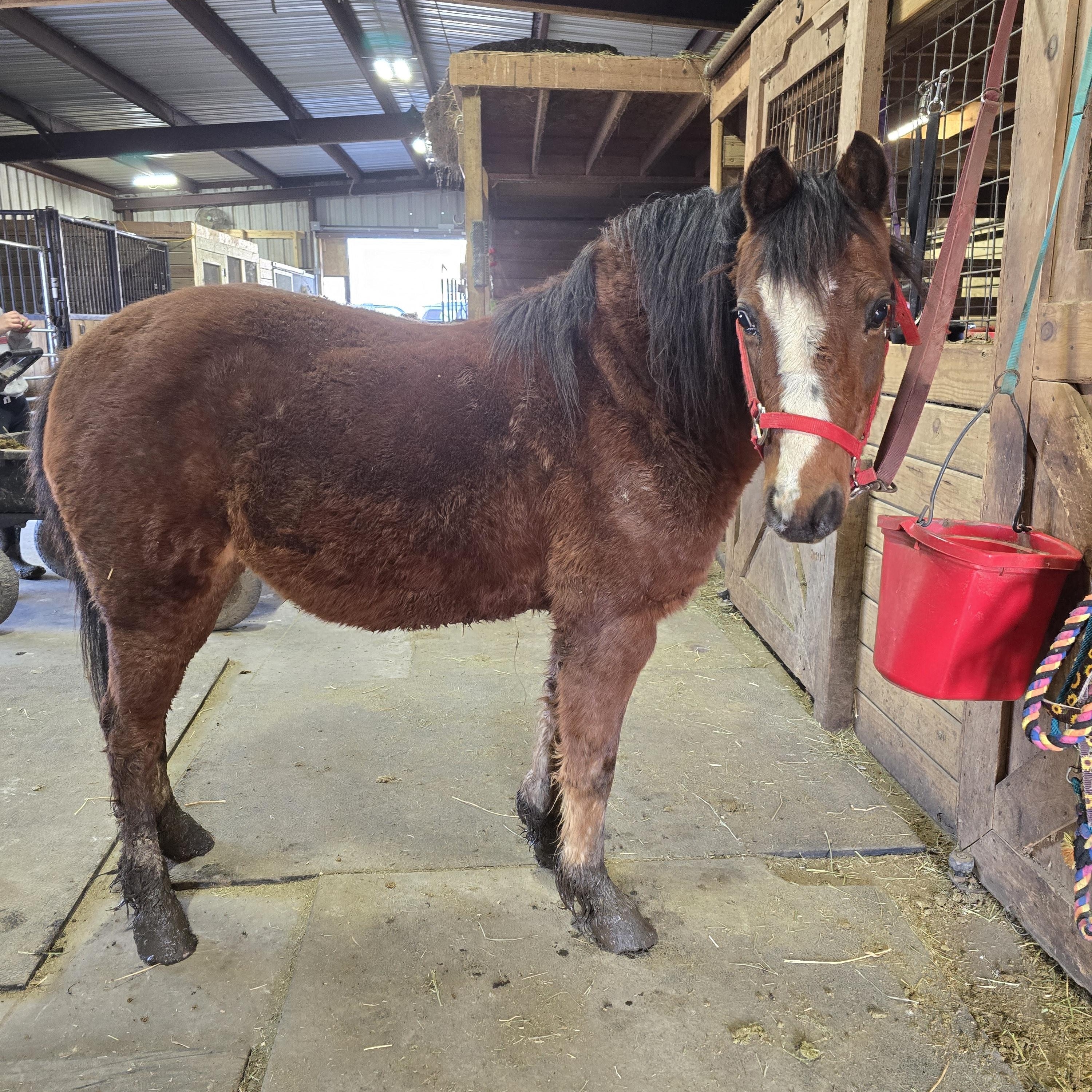 Belle, Adult Female unknown