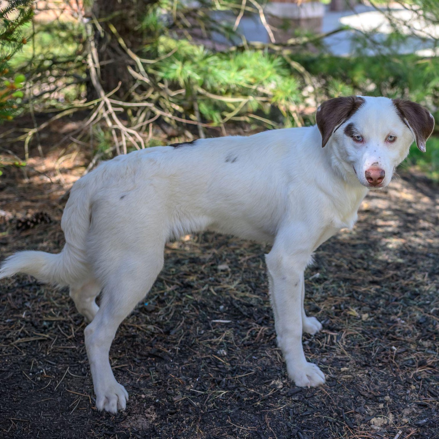 Enlarge PABLO, a ADOPTABLE mixed breed in Hamilton, NJ image 5/5