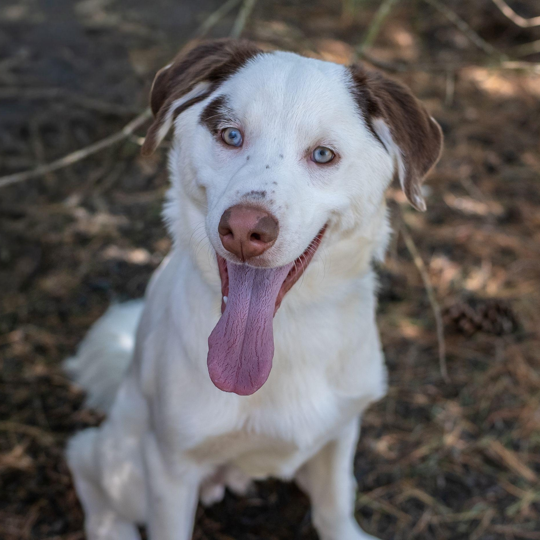 Enlarge PABLO, a ADOPTABLE mixed breed in Hamilton, NJ image 4/5