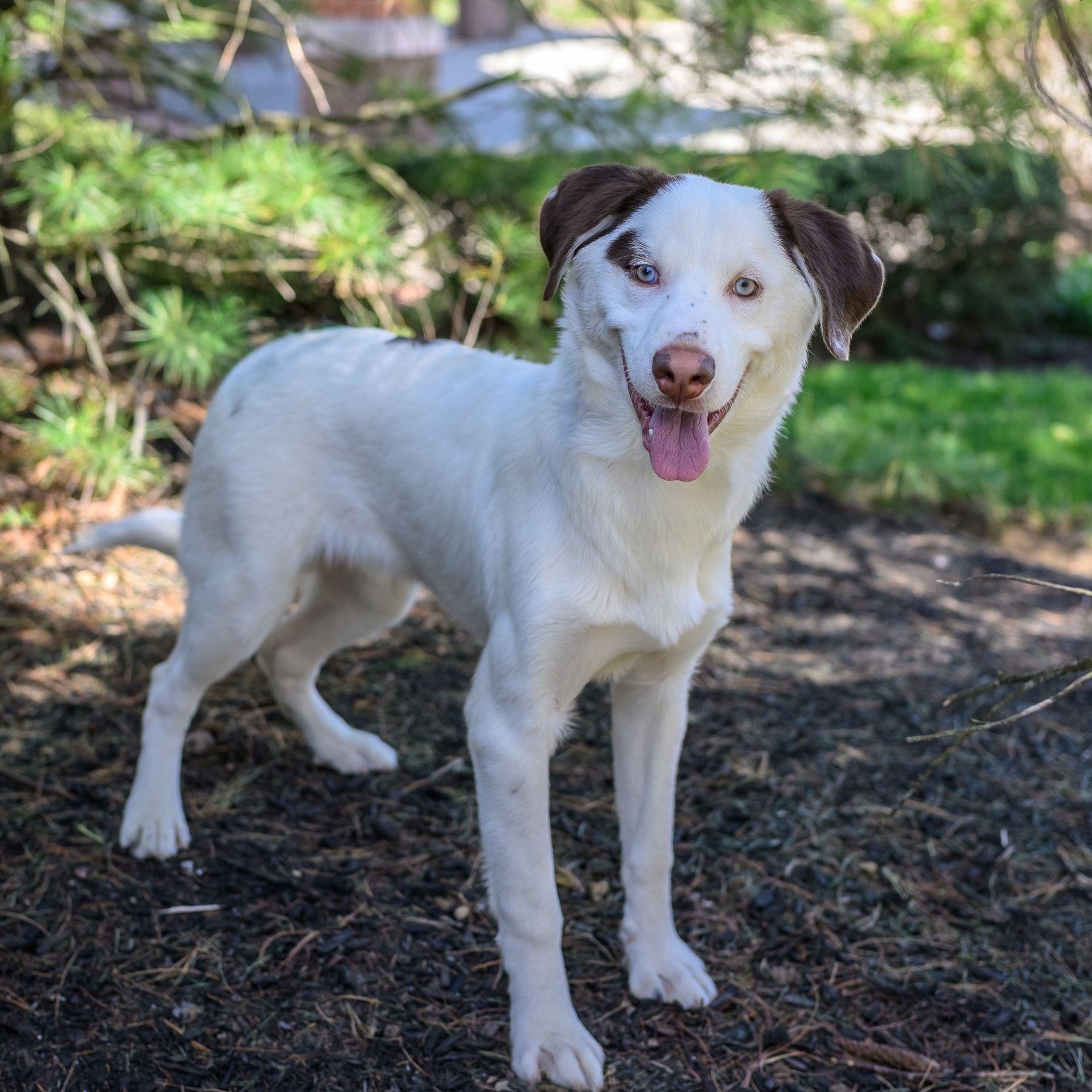 Enlarge PABLO, a ADOPTABLE mixed breed in Hamilton, NJ image 2/5