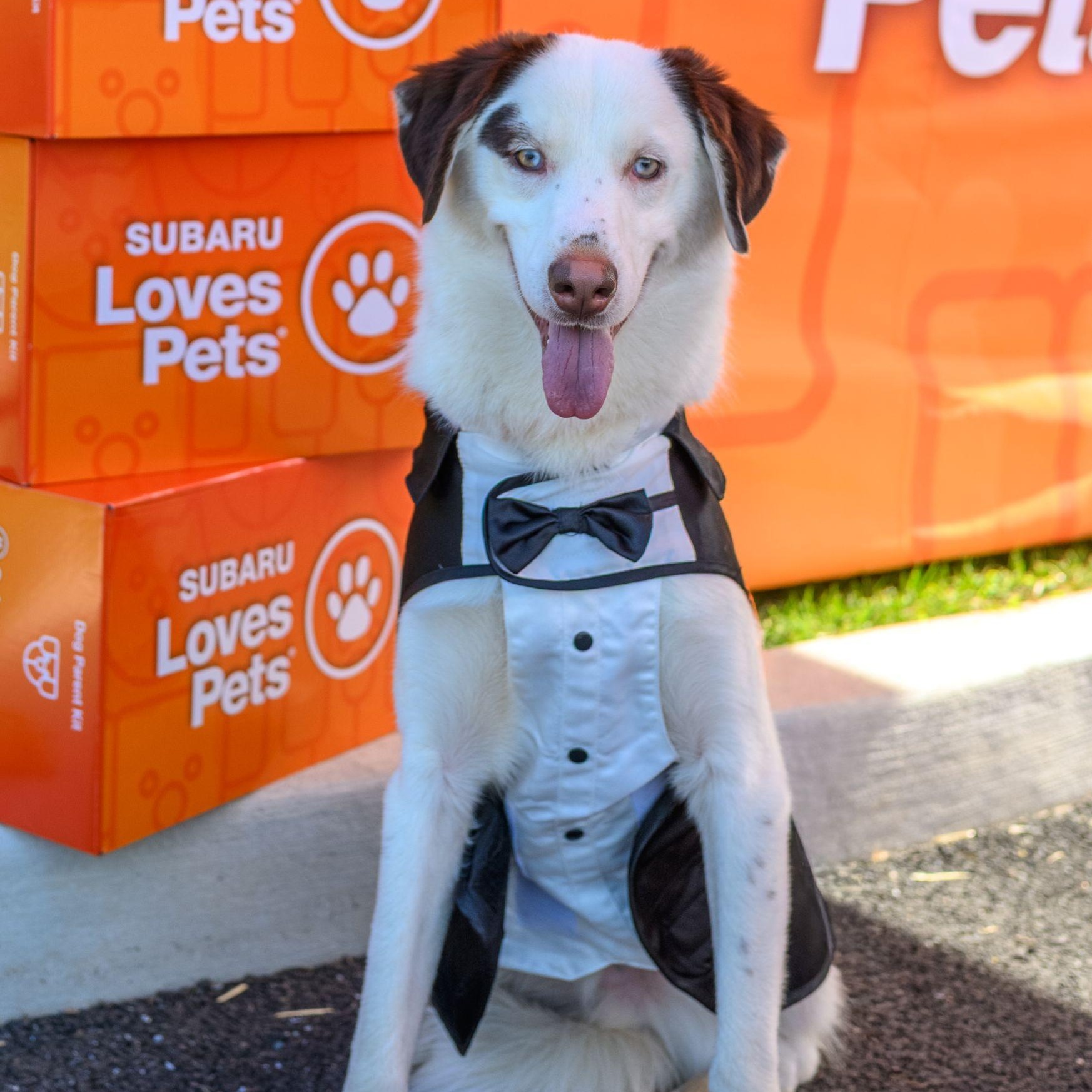 Enlarge PABLO, a Adoptable mixed breed in Hamilton, NJ image 1/6