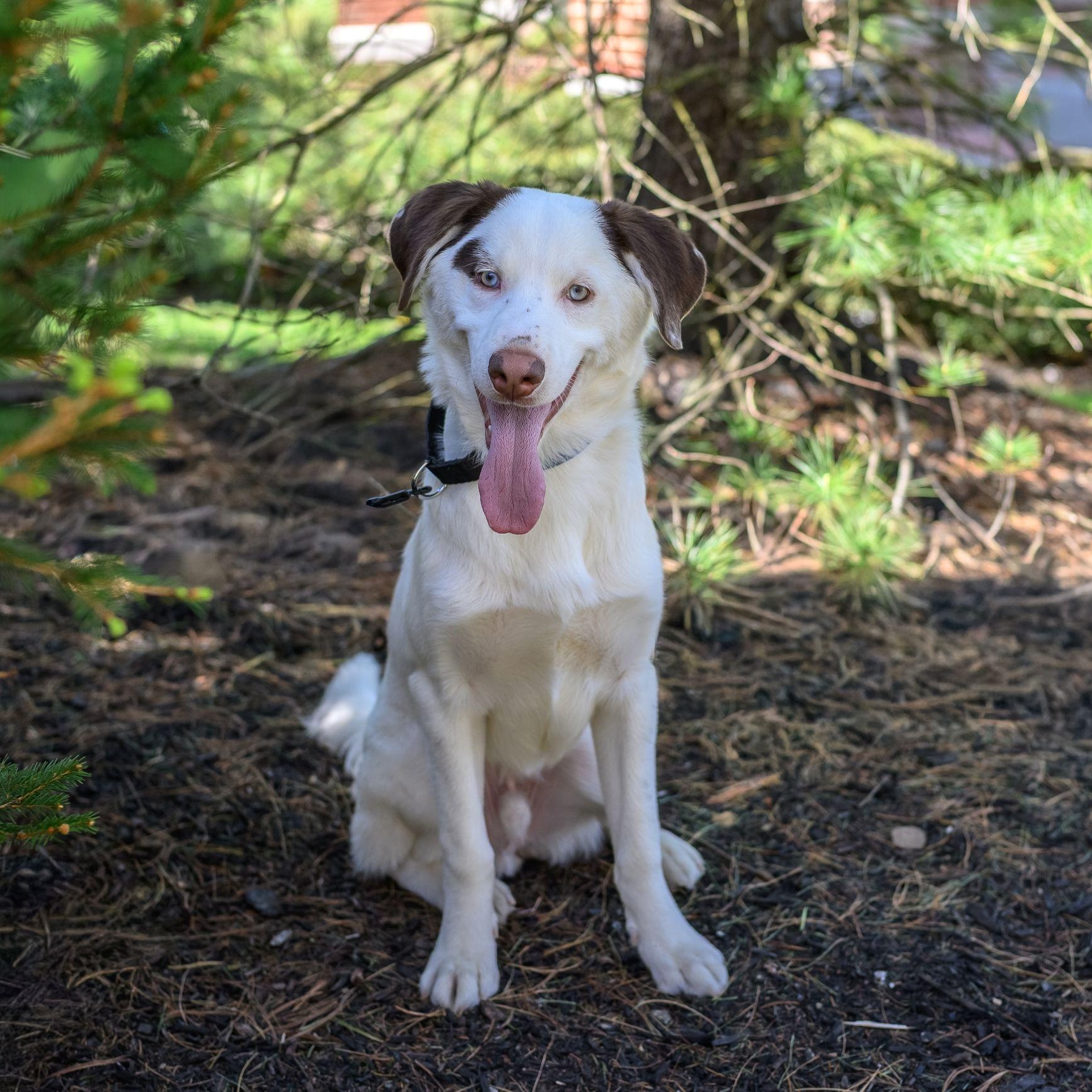 Enlarge PABLO, a ADOPTABLE mixed breed in Hamilton, NJ image 3/5