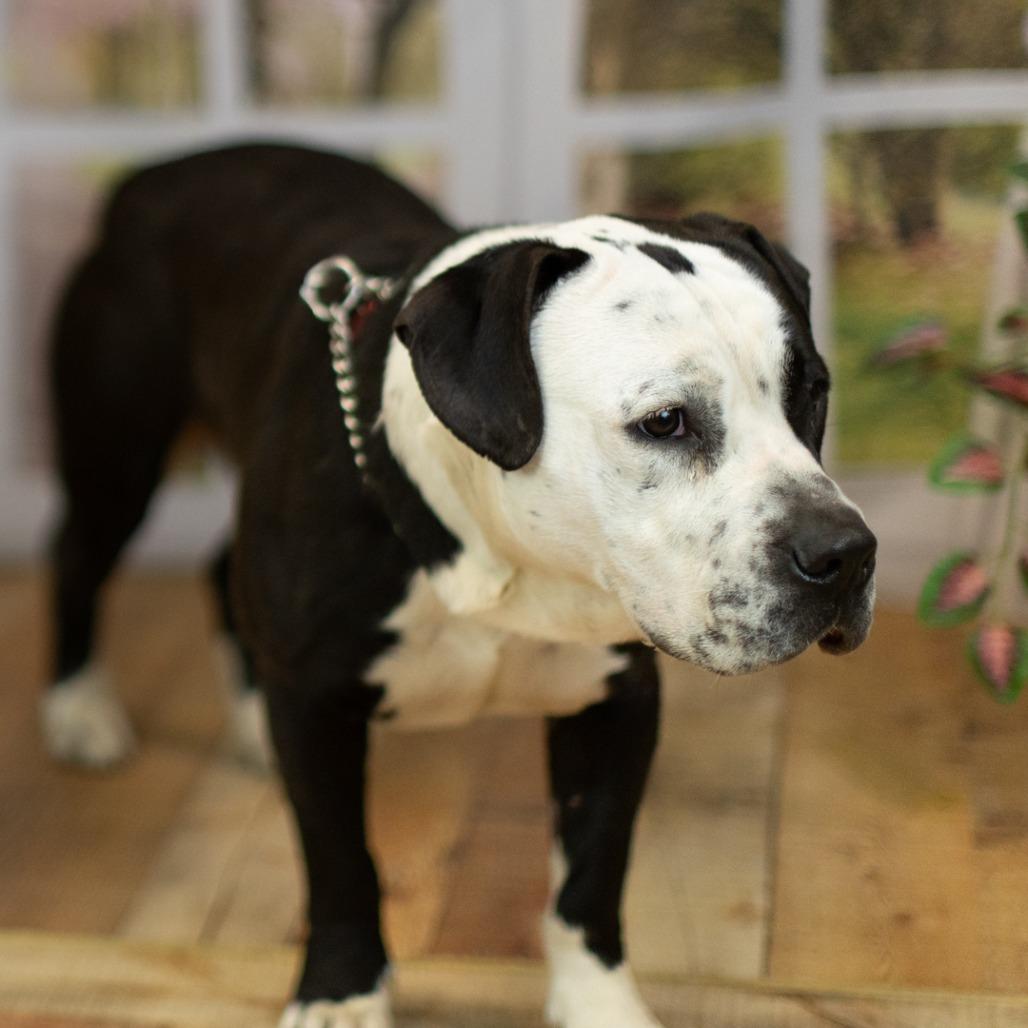 Turk, a Adoptable mixed breed in East Saint Louis, IL image 1/6