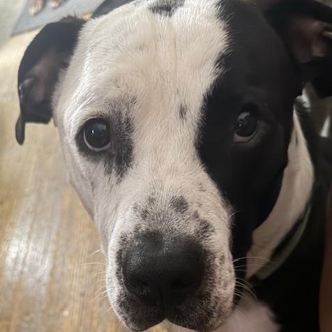 Turk, a Adoptable mixed breed in East Saint Louis, IL image 2/6
