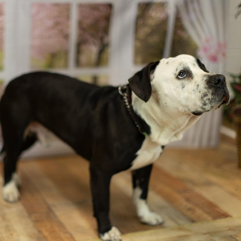 Turk, a Adoptable mixed breed in East Saint Louis, IL image 6/6