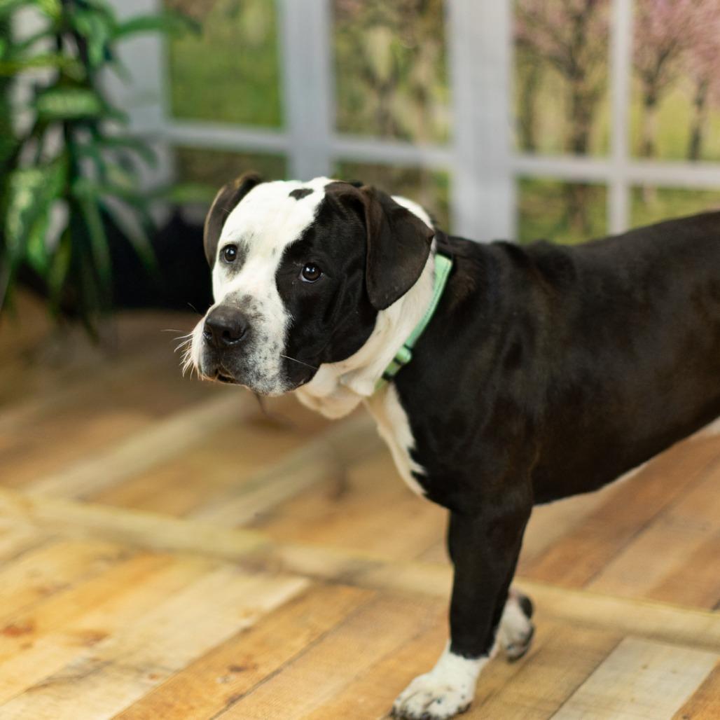 Turk, a Adoptable mixed breed in East Saint Louis, IL image 5/6