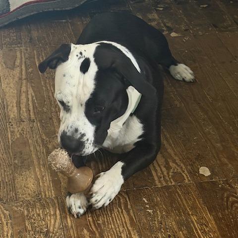 Turk, a Adoptable mixed breed in East Saint Louis, IL image 3/6