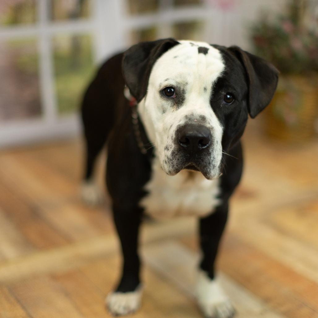 Turk, a Adoptable mixed breed in East Saint Louis, IL image 4/6