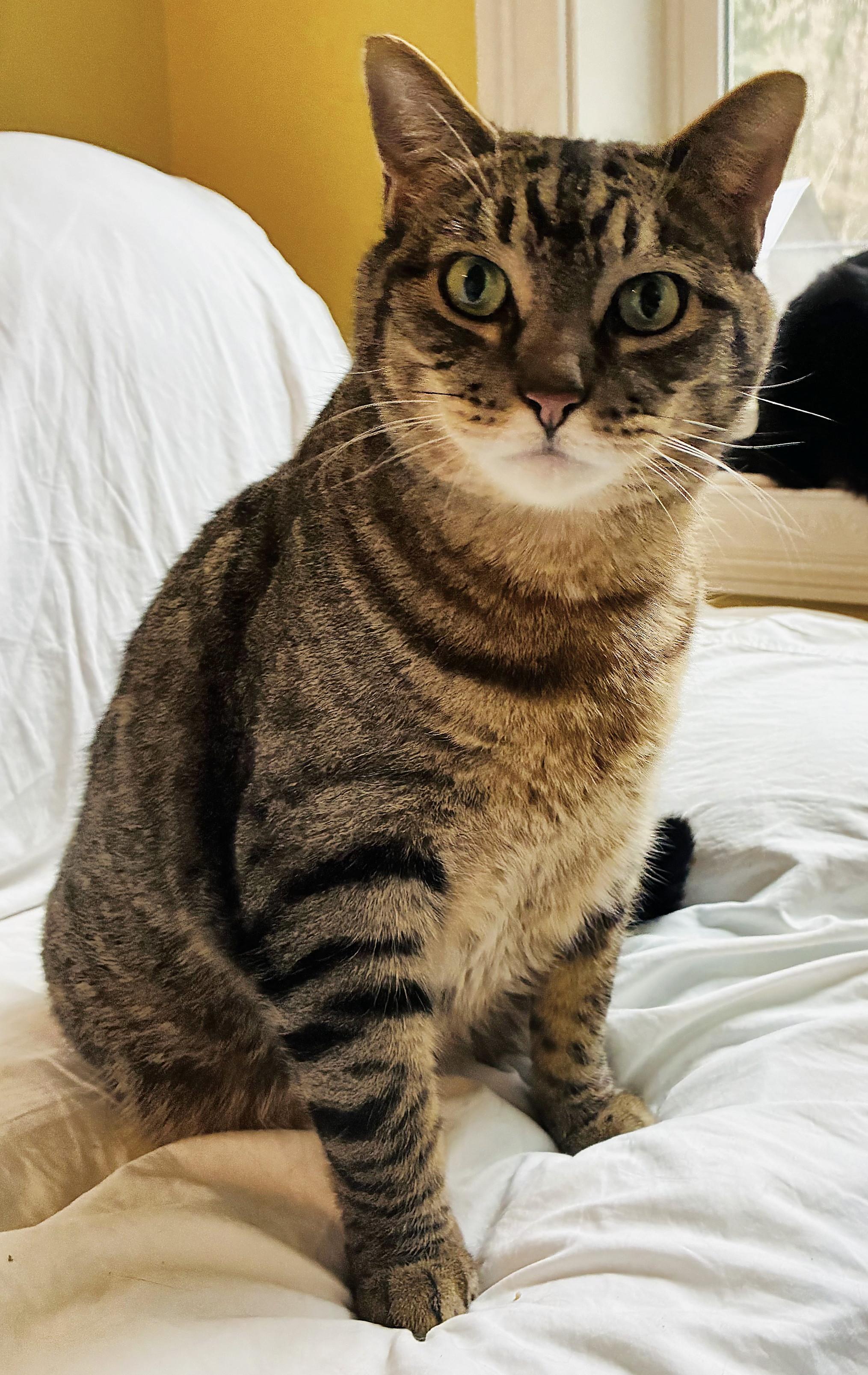 Enlarge Wilbur, a Adoptable Tabby in Bellingham, WA image 2/6
