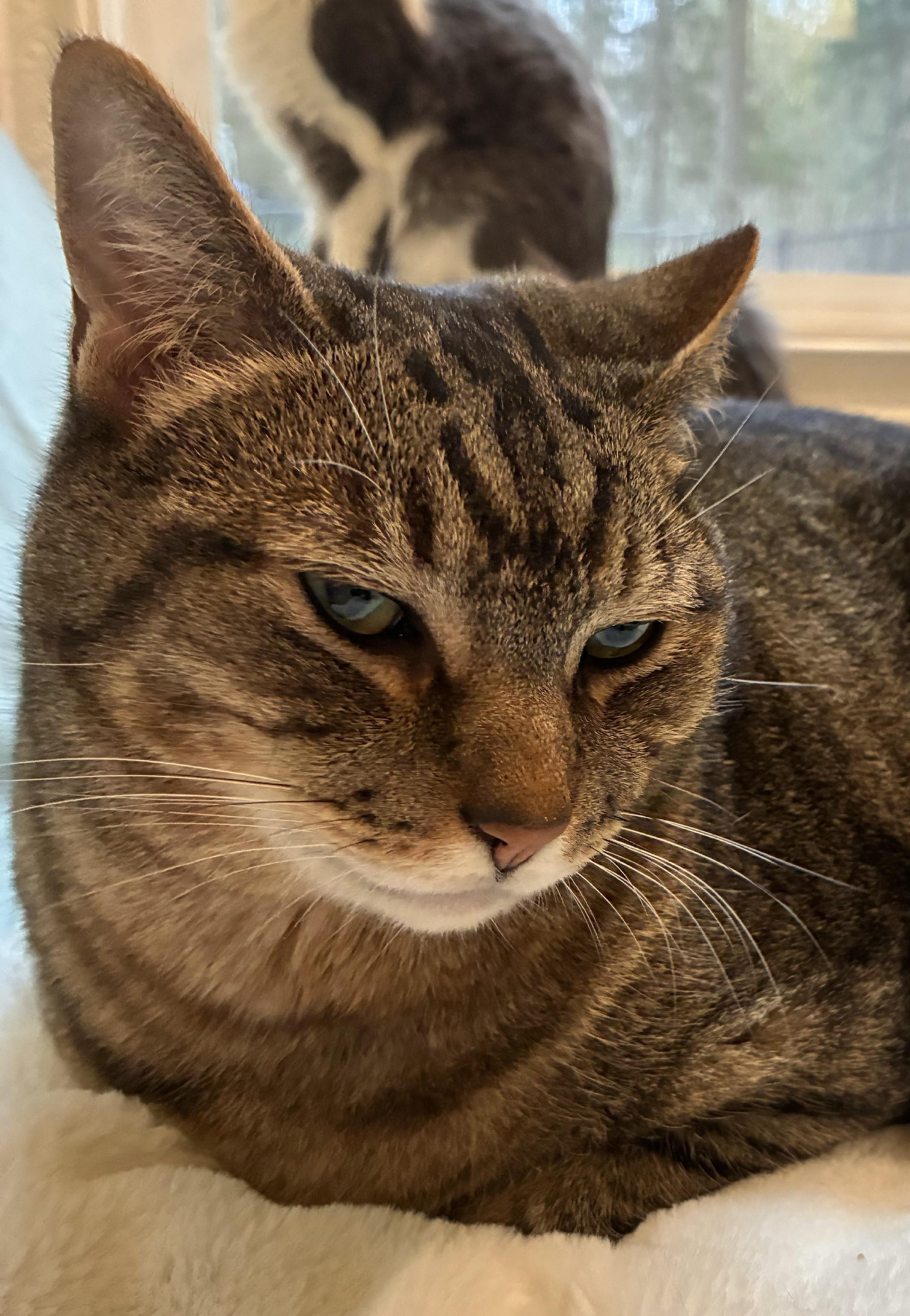 Enlarge Wilbur, a Adoptable Tabby in Bellingham, WA image 1/6