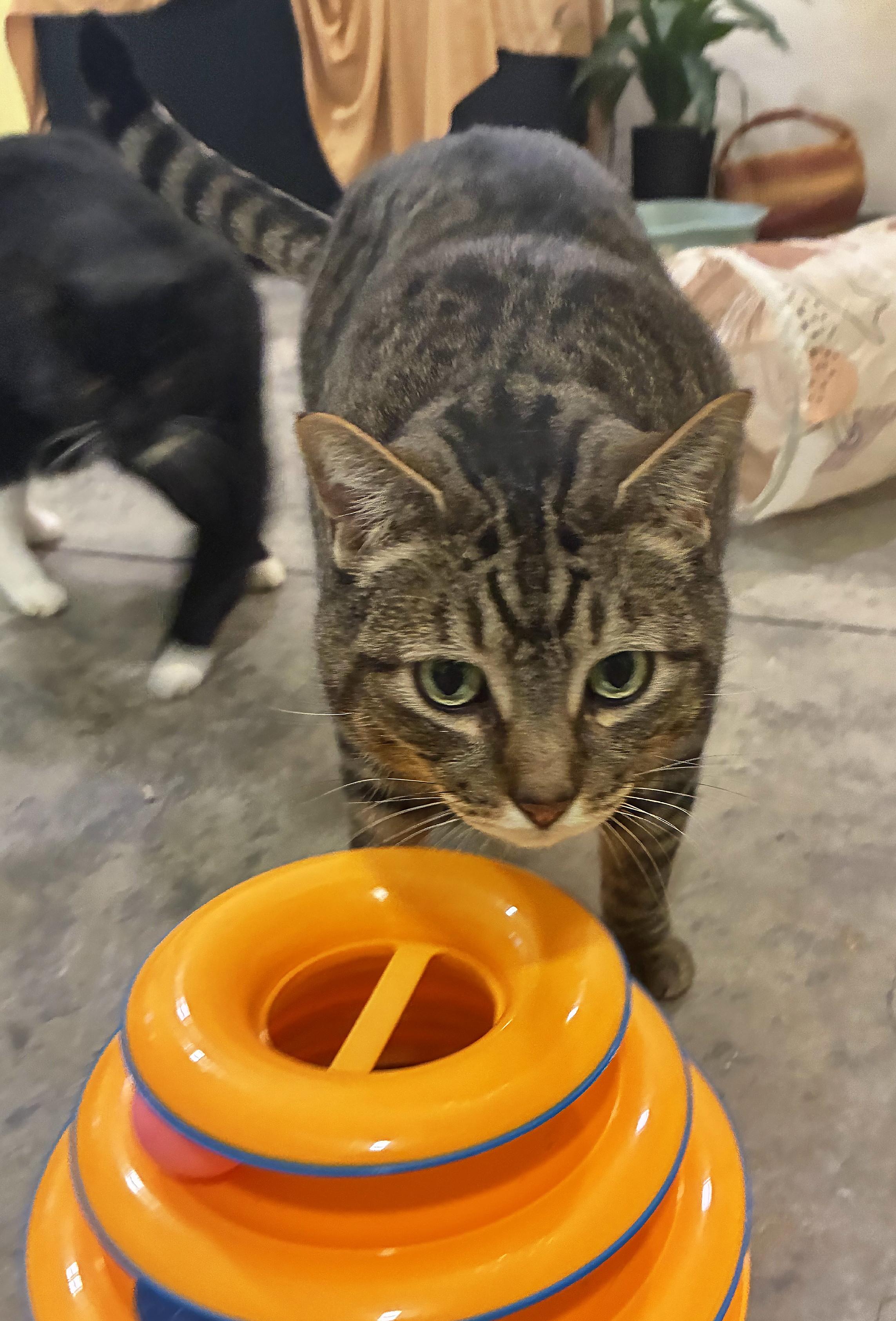 Enlarge Wilbur, a Adoptable Tabby in Bellingham, WA image 3/6