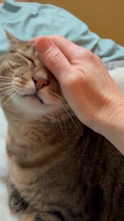 Enlarge Wilbur, a Adoptable Tabby in Bellingham, WA video 4/6