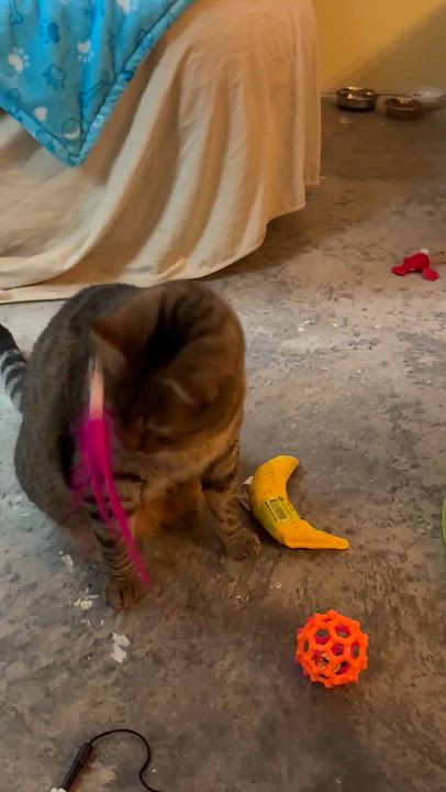 Enlarge Wilbur, a Adoptable Tabby in Bellingham, WA video 5/6