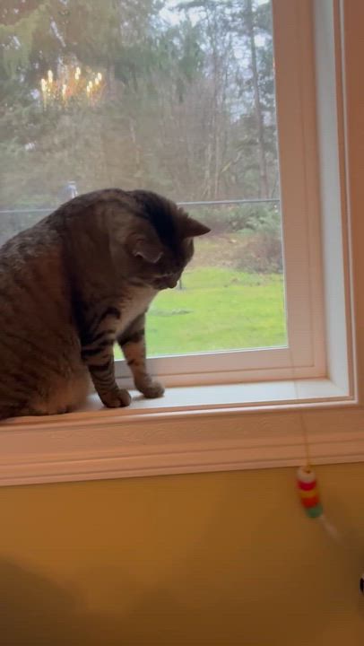 Enlarge Wilbur, a Adoptable Tabby in Bellingham, WA video 6/6