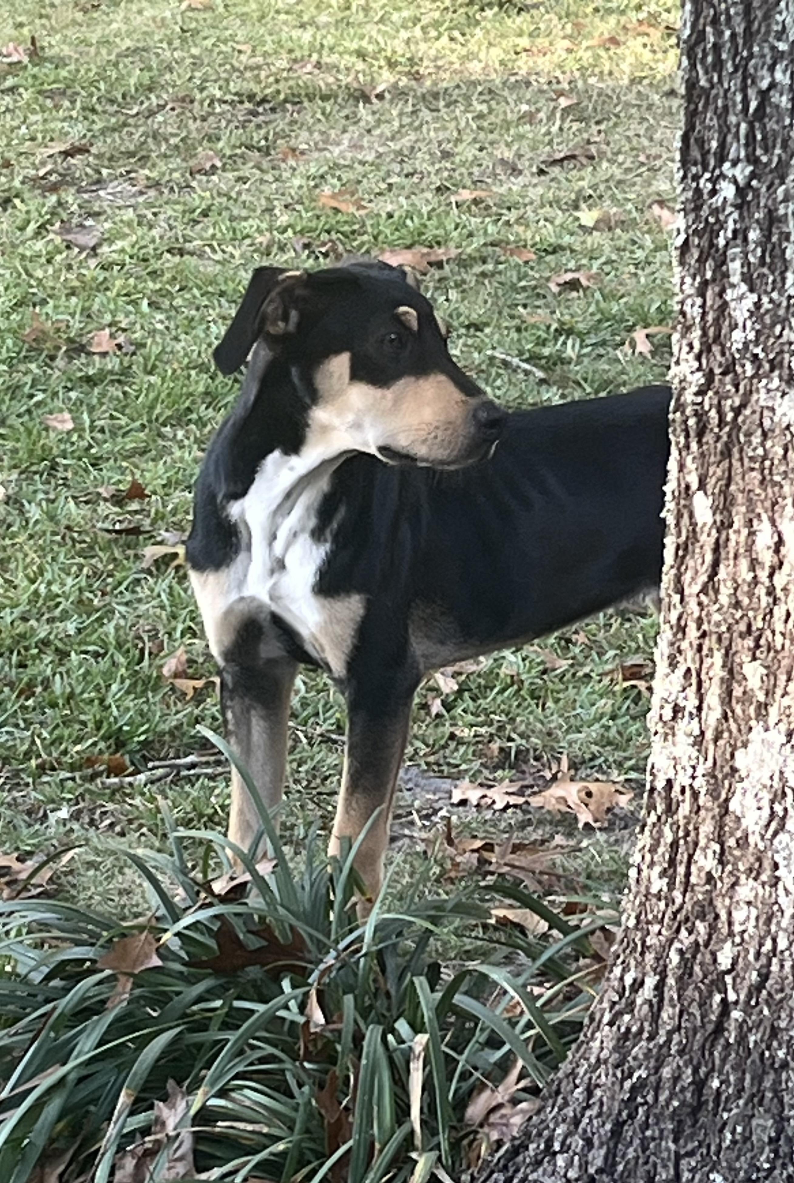 Copper ( bacon), a Adoptable mixed breed in Pensacola, FL image 2/4