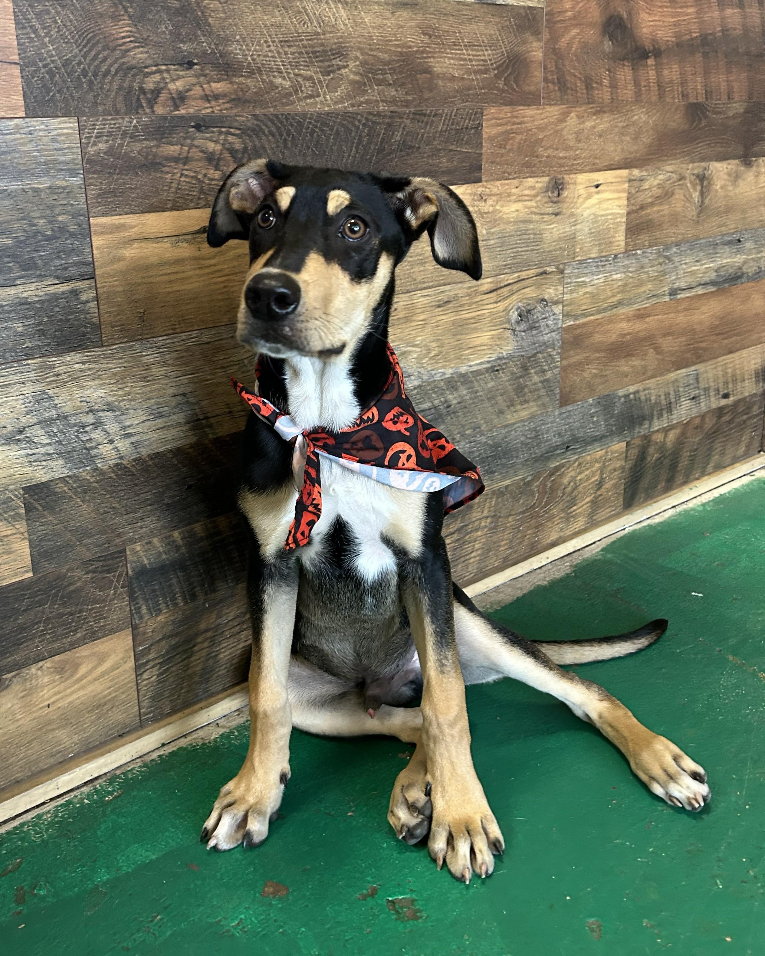 Copper ( bacon), Adoptable, Young Male Coonhound & Rottweiler.