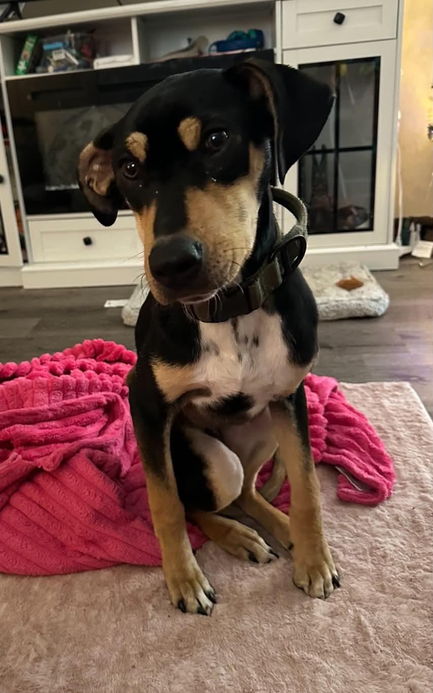 Copper ( bacon), a Adoptable mixed breed in Pensacola, FL image 3/4