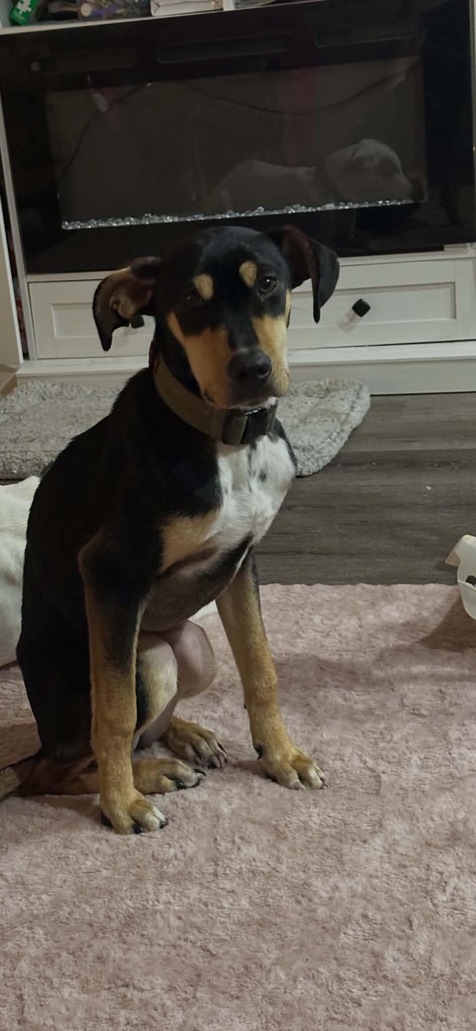 Copper ( bacon), a Adoptable mixed breed in Pensacola, FL image 4/4