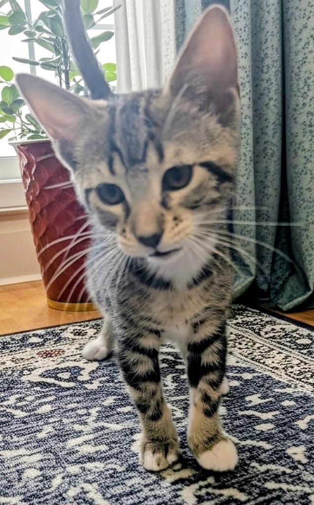 Enlarge Molly, a Adoptable mixed breed in Fort Myers, FL image 1/1
