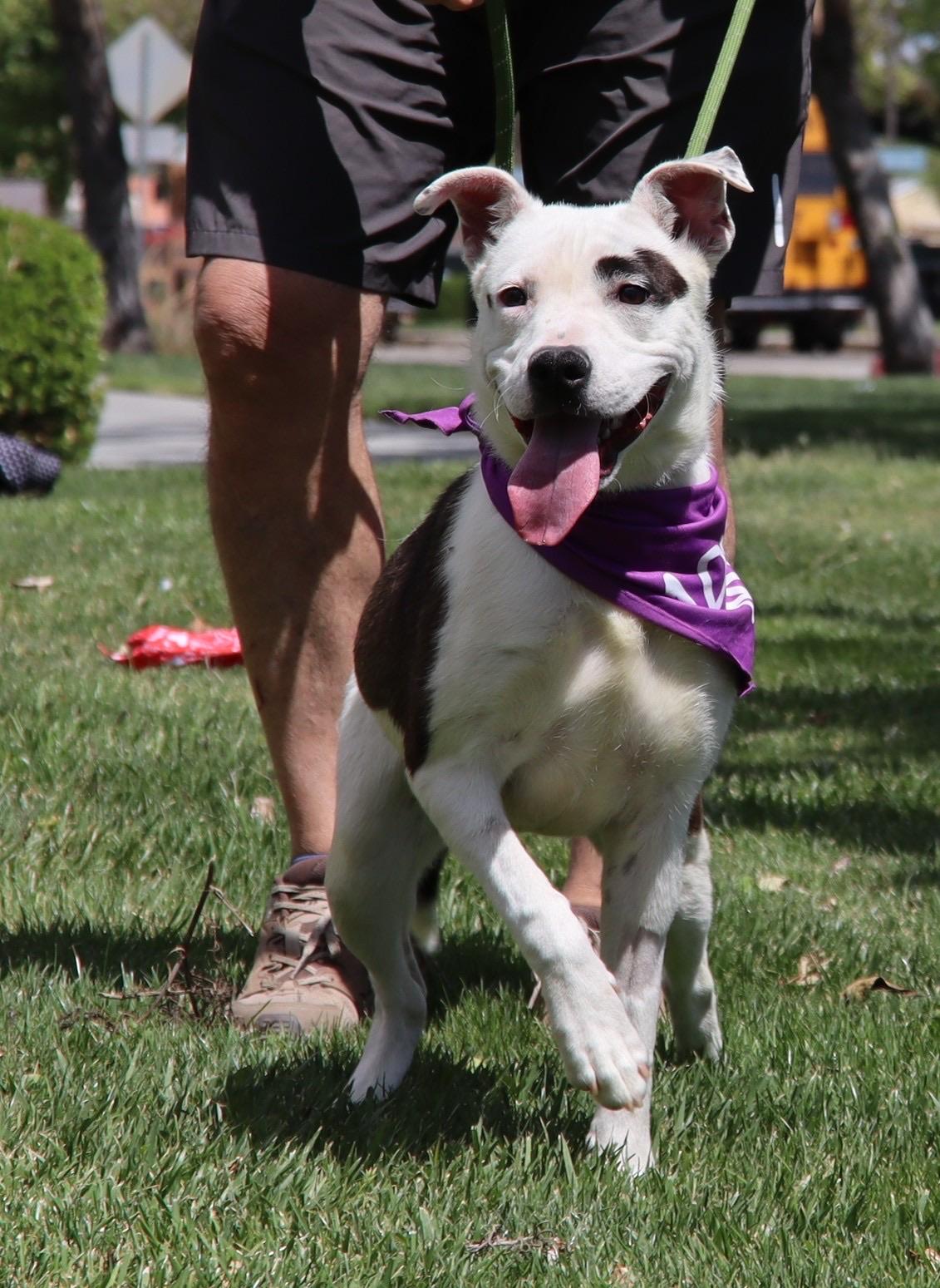 Enlarge Maisy, an adopted mixed breed in Los Angeles , CA image 4/6