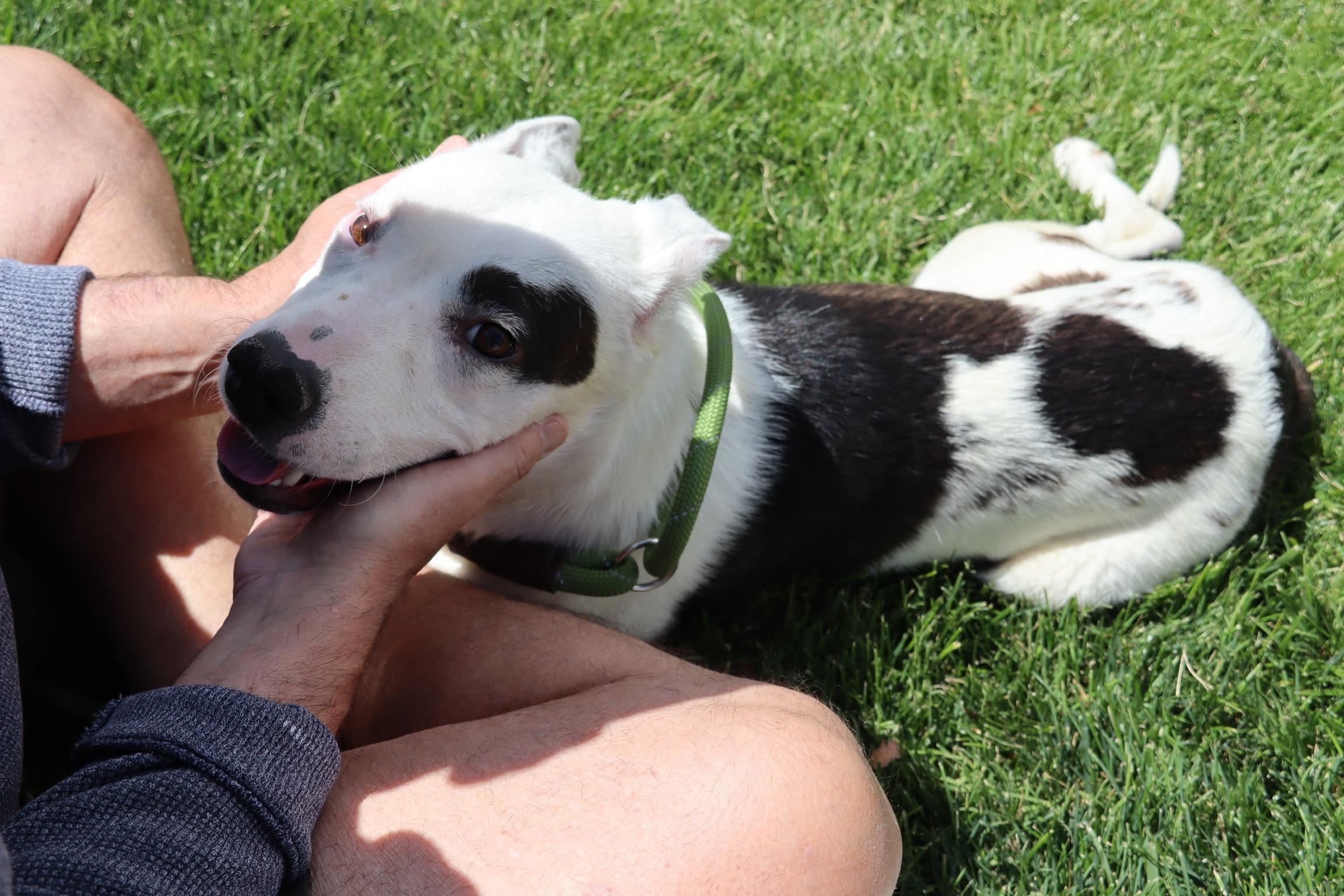Enlarge Maisy, an adopted mixed breed in Los Angeles , CA image 2/6