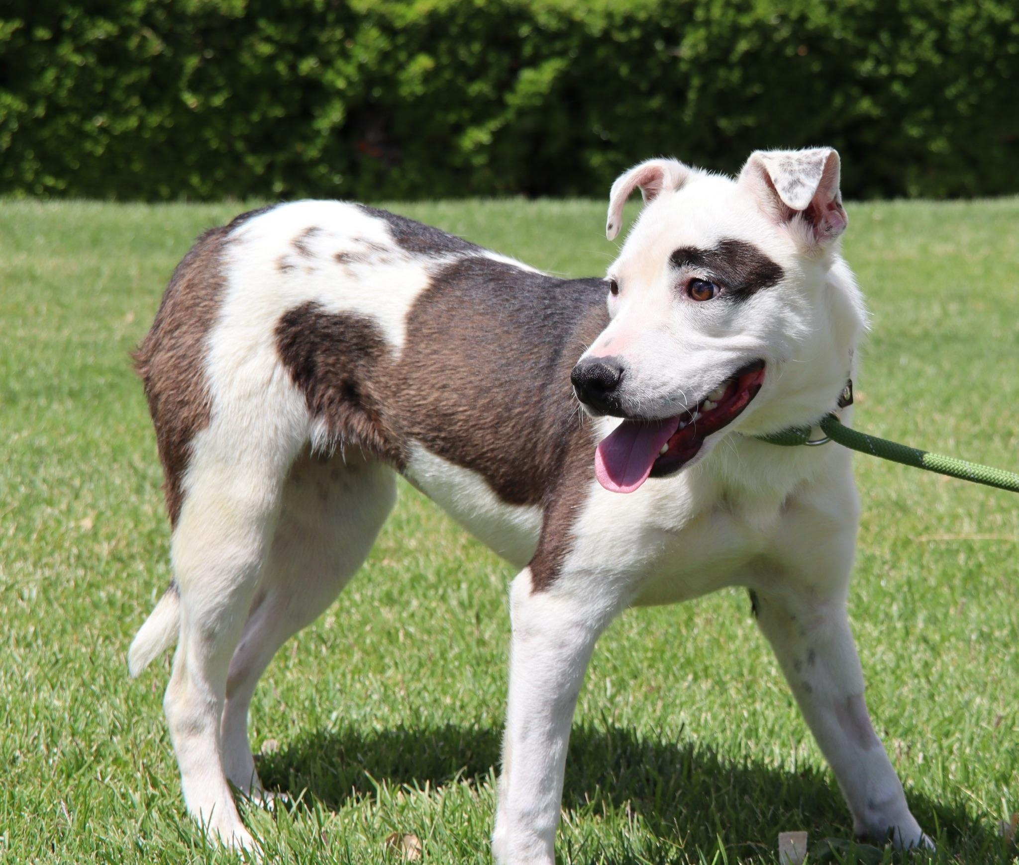 Maisy, adopted, Puppy Female Terrier.