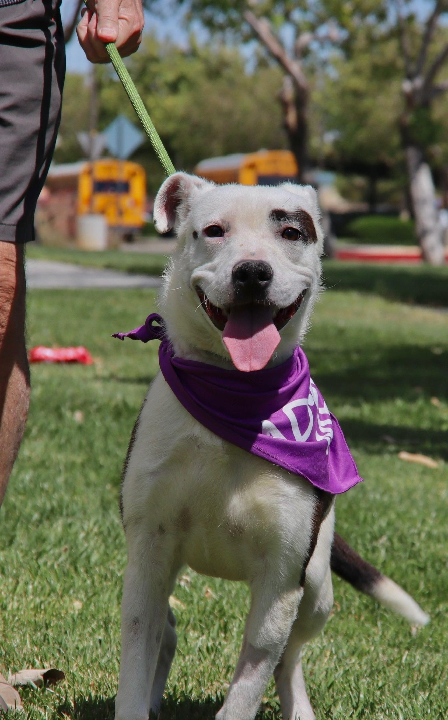 Enlarge Maisy, an adopted mixed breed in Los Angeles , CA image 3/6