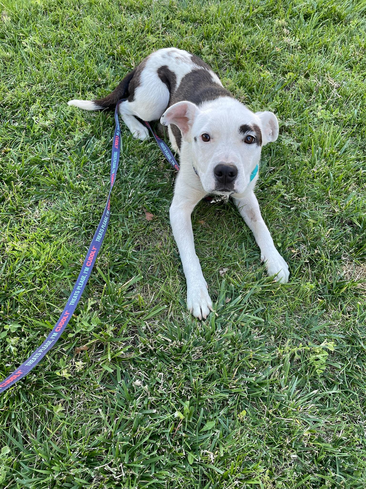 Enlarge Maisy, an adopted mixed breed in Los Angeles , CA image 6/6