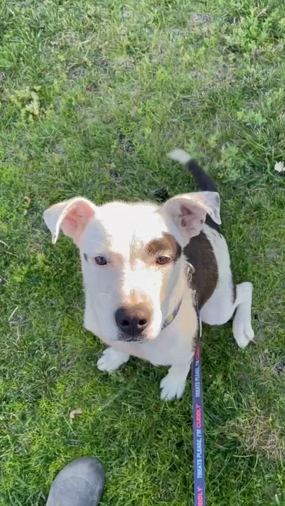 Enlarge Maisy, an adopted mixed breed in Los Angeles , CA video 5/6