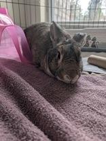 Enlarge Thumper, a ADOPTABLE American in Whitby, ON image 2/2