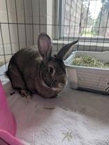 Enlarge Thumper, a ADOPTABLE American in Whitby, ON image 1/2